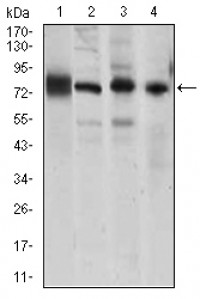 CDH5 Primary Antibody MP30447A  [M3D5C7]