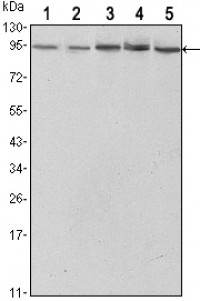 STAT3 Primary Antibody MP30122 [M3B5]