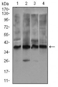 ZFP42 Primary Antibody MP30510 [M5E11E7]