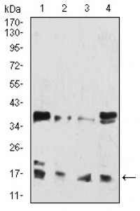HIST2H3C(27Ac) Primary Antibody MP30901 [M6E7A9]