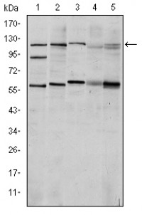 HIF1A Primary Antibody MP30195 [M1A3]