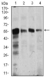 CAMK4 Primary Antibody MP30438 [M8C5B8]