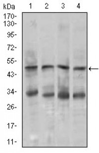 CHGA Primary Antibody MP30451A [M1A6B6]