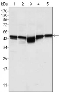 GSK3B Primary Antibody MP30006 [M3D10]