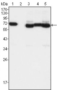 TCF3 Primary Antibody MP30012 [M6B8]