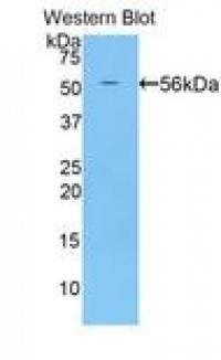 Anti-BACE2 Antibody (aa242-502, Biotin) MX-C297301