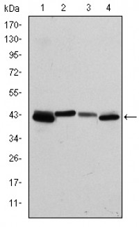 KRT19 Primary Antibody MP30249 [M4E8]