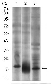 THY1 Primary Antibody MP30546 [M7E1B11]