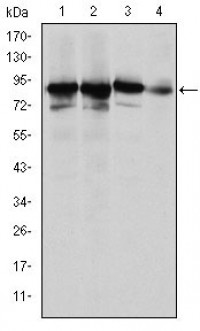 XRCC5 Primary Antibody MP30237 [M5C5]