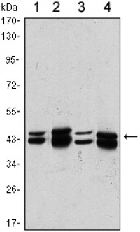 PRMT6 Primary Antibody MP20427 [M4G2]
