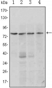 PRDM1 Primary Antibody MP30020 [M5E7]