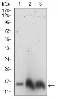 HH3 Primary Antibody MP30738 [M4E9B11]