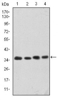 CDK5 Primary Antibody MP30210 [M4E4]