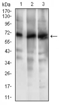 ABCG5 Primary Antibody MP30518 [M1B5E10]