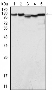LSD1/AOF2 Primary Antibody MP20055 [M1B2E5]