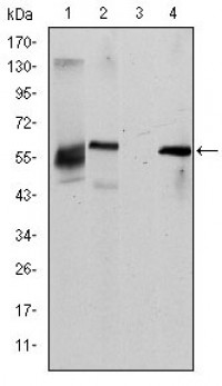 ABCG2 Primary Antibody MP30219 [M1H2]