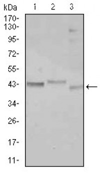 CEBPA Primary Antibody MP30353 [M5B7]