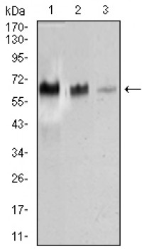 TRAFD1 Primary Antibody  MP30460A [M8E6E7]