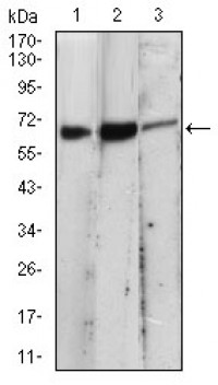 EIF2AK2 Primary Antibody MP30664 [M3A10F7]