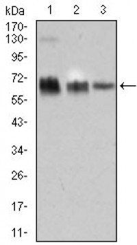 TRAFD1 Primary Antibody MP30460P [M8E6E7]