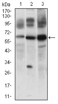 CFLAR Primary Antibody MP30511 [M7A3D12]