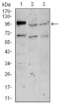 NEFM Primary Antibody MP30411 [M2G12]