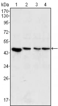 MAP2K2 Primary Antibody MP30009 [M7F5]