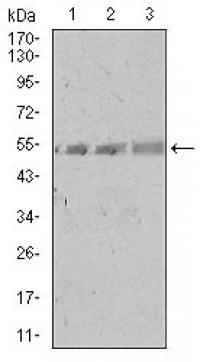 SPIB Primary Antibody MP30404 [M4G5]