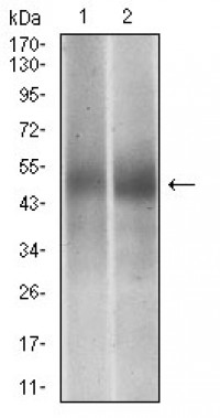 PTPN1 Primary Antibody MP30702 [M4F8F11]