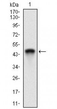 ANPEP Primary Antibody MP30732 [M1C7D7]
