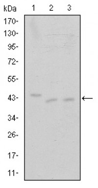 CDK9 Primary Antibody MP30212 [M1B5D10]