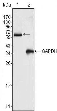 FRK Primary Antibody MP20382 [M4E1]