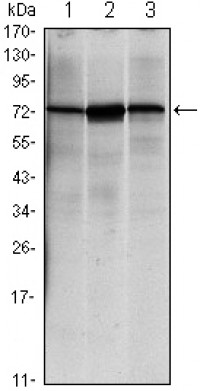 HSPA5 Primary Antibody MP30028 [M4E3]