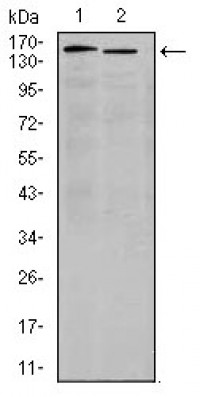 ITGA4 Primary Antibody MP30345 [M5C4]