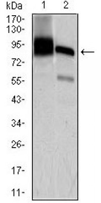 HNRNPU Primary Antibody MP20440 [M1C5H11]