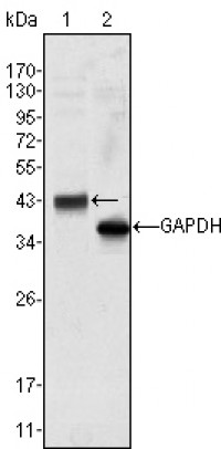 WNT10B Primary Antibody MP20395 [M5A7]