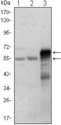 ETS1 Primary Antibody MP30019 [M10D2]