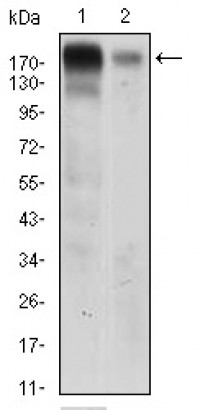 EGFR Primary Antibody MP30551 [M5E10D3]