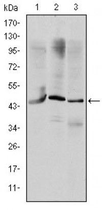 OTX2 Primary Antibody MP30218 [M1H12G8B2]