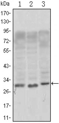 CD69 Primary Antibody MP30021 [M8B6]