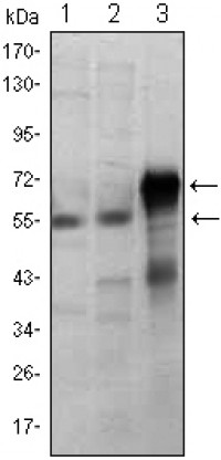 ETS1 Primary Antibody MP30018  [M8A8]