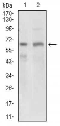GPNMB Primary Antibody MP30520 [M7C10E5]