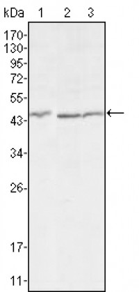 DKK3 Primary Antibody MP30010 [M4G7]