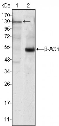 JAK3 Primary Antibody MP20400 [M5H2]