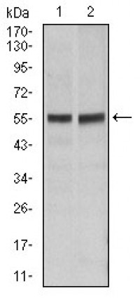 FAS Primary Antibody MP30326 [M4F8H6]