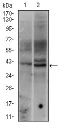 FOS Primary Antibody MP30360 [M2G2]
