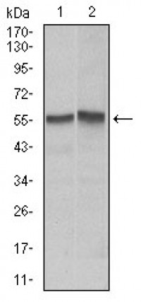 FAS Primary Antibody MP30328 [M4F8D6]