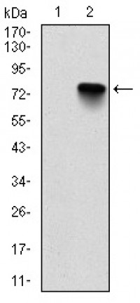 BMI1 Primary Antibody MP30285 [M3E3]