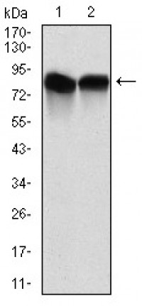 NEDD8 Primary Antibody [M5B8]