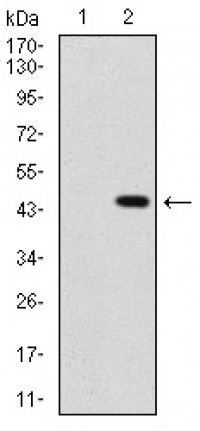 SHH Primary Antibody MP30375 [M5H4]